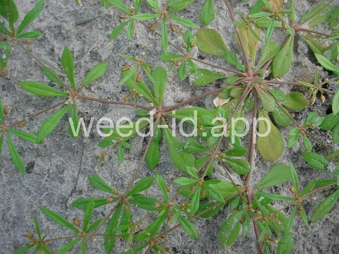 carpetweed